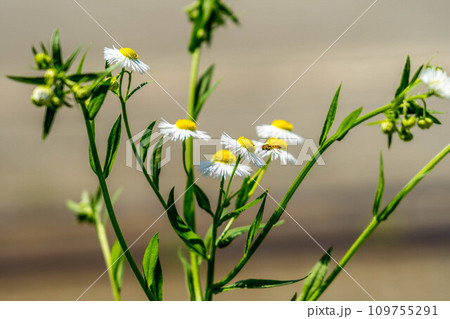 初夏の日差しとハルジオンとハナアブと 109755291
