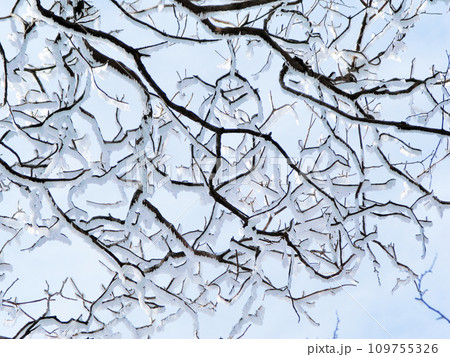 冬のブナ林　東三河設楽町面の木峠 109755326