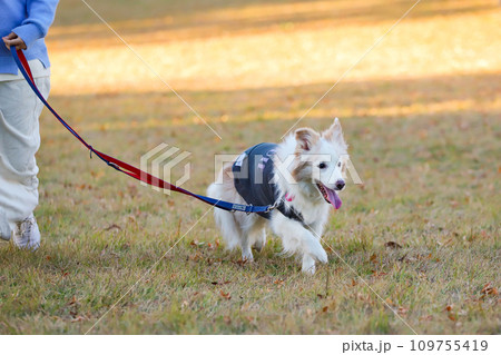 飼い主と一緒に公園の芝生を走るボーダーコリーの様子 109755419