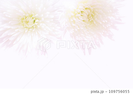 大輪の菊 アナスタシアのアップ 大輪の菊 アナスタシアのアップ 109756055