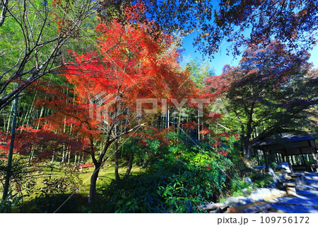 【京都府】快晴の天龍寺の竹林と紅葉 【京都府】快晴の天龍寺の竹林と紅葉 109756172