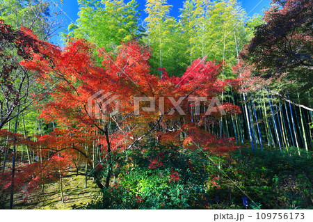 【京都府】快晴の天龍寺の竹林と紅葉 【京都府】快晴の天龍寺の竹林と紅葉 109756173