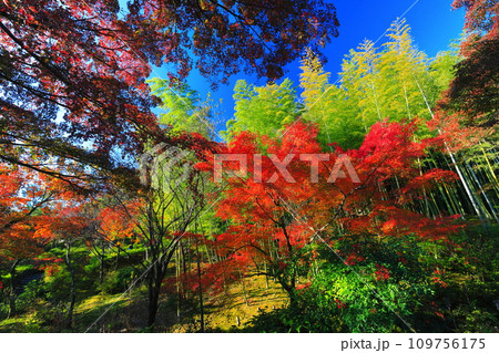 【京都府】快晴の天龍寺の竹林と紅葉 109756175