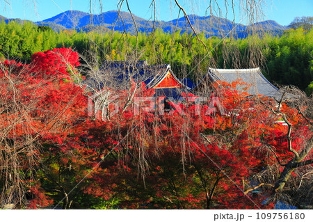 【京都府】快晴の天龍寺の百花苑の紅葉 【京都府】快晴の天龍寺の百花苑の紅葉 109756180