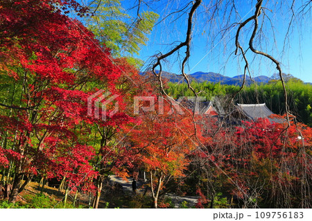 【京都府】快晴の天龍寺の百花苑の紅葉 【京都府】快晴の天龍寺の百花苑の紅葉 109756183