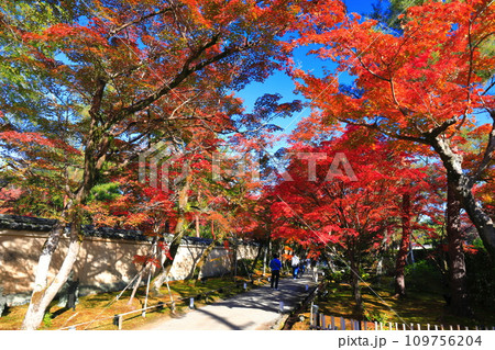 【京都府】晴天の宝厳院の紅葉 109756204