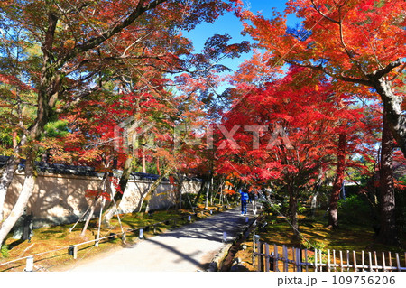 【京都府】晴天の宝厳院の紅葉 【京都府】晴天の宝厳院の紅葉 109756206