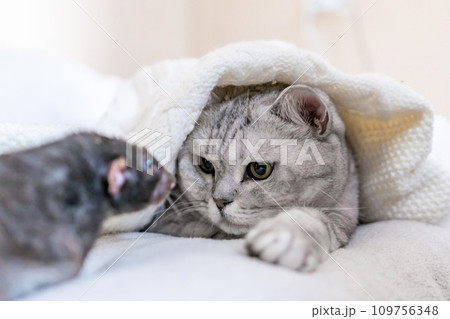 Cat and rat lie together on bed. Illustrating peaceful animal interaction. The cat appears to be looking at the rat, possibly curious or intrigued by its presence. 109756348
