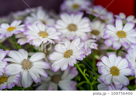 可愛らしいサイネリアの花 可愛らしいサイネリアの花 109756400