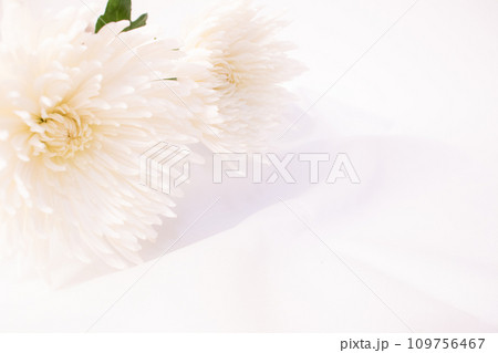 白い洋菊　アナスタシアのアップ　布の背景 109756467