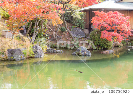秋の神戸市・相楽園の日本庭園の紅葉 109756929