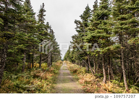 Mountain scenic trail after rain Green forest hill Cape Breton Highlands National Park Nova Scotia Canada 109757207
