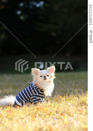 芝生の上で横向きに座る洋服を着たクリーム色のチワワ 109757318