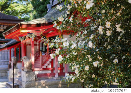 白椿と朱色の神社 白椿と朱色の神社 109757674