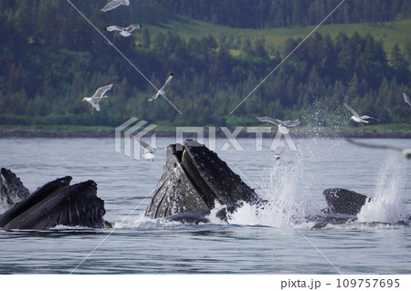 ザトウクジラのバブルネットフィーディング ザトウクジラのバブルネットフィーディング 109757695