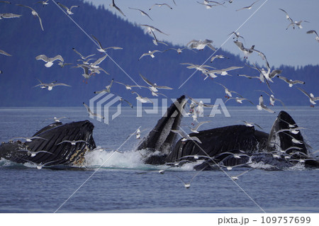 ザトウクジラのバブルネットフィーディング 109757699