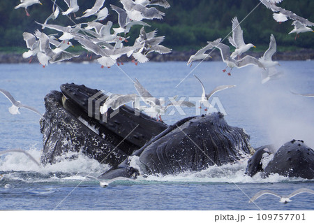 ザトウクジラのバブルネットフィーディング 109757701