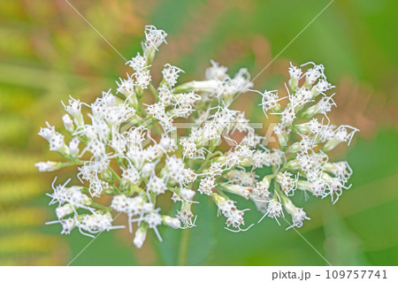 家の周りの草花 四季の色々 頭花が多数集まって咲く白い花 フジバカマ 家の周りの草花 四季の色々 頭花が多数集まって咲く白い花 フジバカマ 109757741