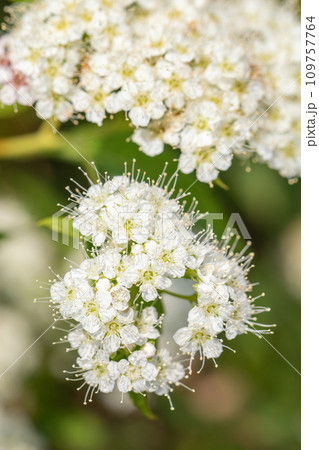家の周りの草花　四季の色々　美しく輝く白い花が咲いています　白花シモツケの花 109757764