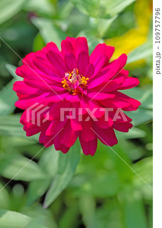 家の周りの草花　四季の色々　美しく輝く大輪の花　鮮やかな赤い花びら　百日草　 109757796