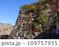 石垣と紅葉 109757935