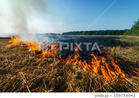 Burning dry stubble on wheat field after harvesting Burning dry stubble on wheat field after harvesting 109758042