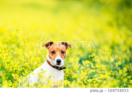 Jack Russel Terrier on yellow rape flowers meadow 109758053