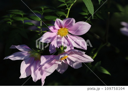 秋の庭に咲くピンク色の皇帝ダリアの花 秋の庭に咲くピンク色の皇帝ダリアの花 109758104