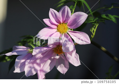 秋の庭に咲くピンク色の皇帝ダリアの花 109758105