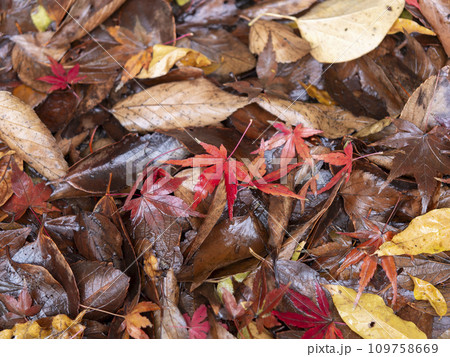 雨に濡れた紅葉の落ち葉 雨に濡れた紅葉の落ち葉 109758669