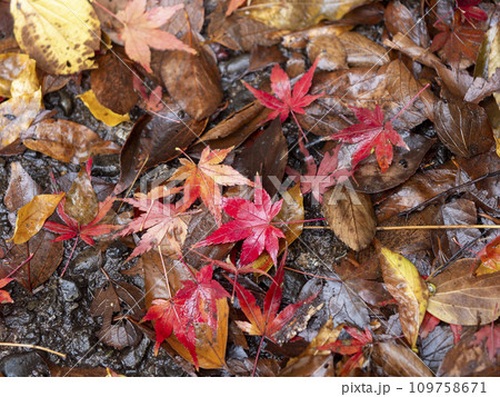 雨に濡れた紅葉の落ち葉 109758671