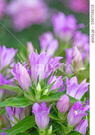 家の周りの草花 四季の色々 咲き誇る美しい紫色の花 輝く可憐なリンドウの花 家の周りの草花 四季の色々 咲き誇る美しい紫色の花 輝く可憐なリンドウの花 109758818