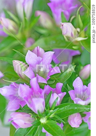 家の周りの草花　四季の色々　咲き誇る美しい紫色の花　輝く可憐なリンドウの花　 109758819