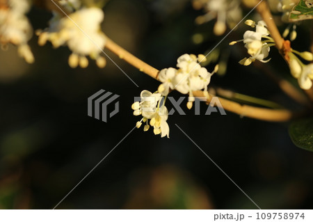 初冬に咲く、ヒイラギの小さな白い花 初冬に咲く、ヒイラギの小さな白い花 109758974