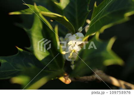 初冬に咲く、ヒイラギの小さな白い花 初冬に咲く、ヒイラギの小さな白い花 109758976