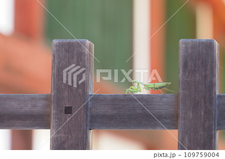 東大寺の柵にカマキリ 109759004