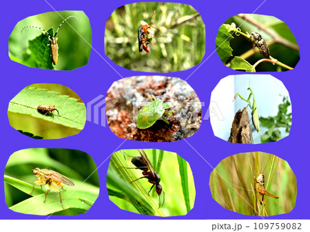 A collage of nine photographs depicting insects on a purple background. Created with GIMP A collage of nine photographs depicting insects on a purple background. Created with GIMP 109759082