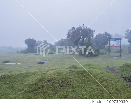 Fanal laurel forest tourist point in dense fog and rain. Picnic tables and benches and tourist people figures. Mysterious misty, creepy atmosphere. Madeira, Portugal 109759330