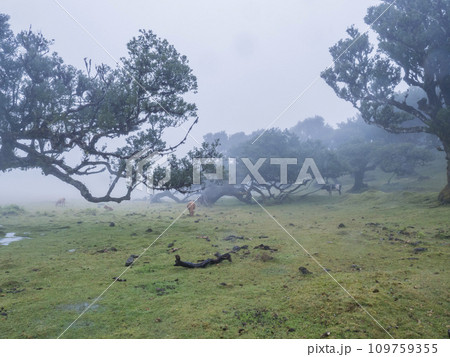 Fanal laurel forest in rain and dense fog with cow and calfs and bizarre shape mossy trees, twisted branches, moss and fern. Mysterious creepy atmosphere, Tourist point Fanal, Madeira, Portugal Fanal laurel forest in rain and dense fog with cow and calfs and bizarre shape mossy trees, twisted branches, moss and fern. Mysterious creepy atmosphere, Tourist point Fanal, Madeira, Portugal 109759355