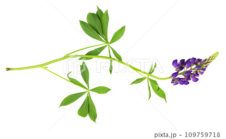 Lupinus polyphyllus purple flowers and leaves isolated 109759718