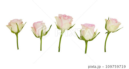 Set of rose flowers isolated on white Set of rose flowers isolated on white 109759719