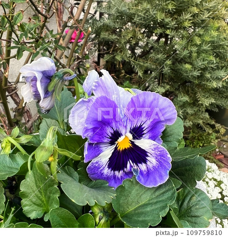 パンジーの花、紫色のすみれの花、三色すみれの花の写真素材 [109759810] - PIXTA