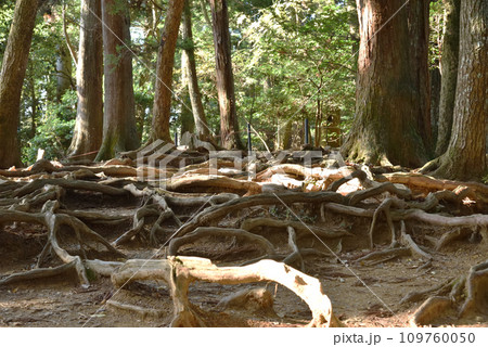木の根道　鞍馬寺 109760050