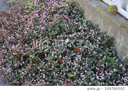 秋の庭に咲くピンク色の小さなヒメツルソバの花 秋の庭に咲くピンク色の小さなヒメツルソバの花 109760502