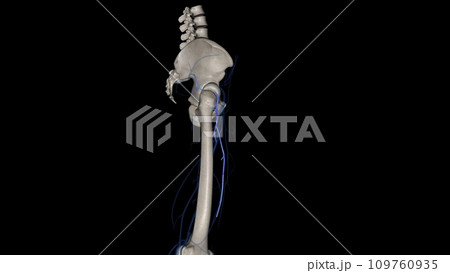 Lateral circumflex femoral artery Lateral circumflex femoral artery 109760935