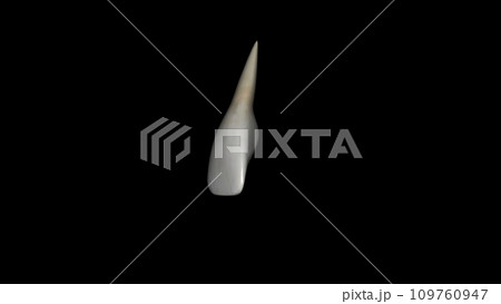 The maxillary lateral incisors are a pair of upper (maxillary) teeth that are located laterally from both maxillary central incisors of the mouth 109760947