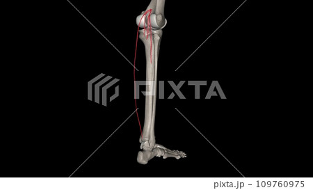 The sural arteries (inferior muscular arteries) are two large branches, lateral and medial, The sural arteries (inferior muscular arteries) are two large branches, lateral and medial, 109760975