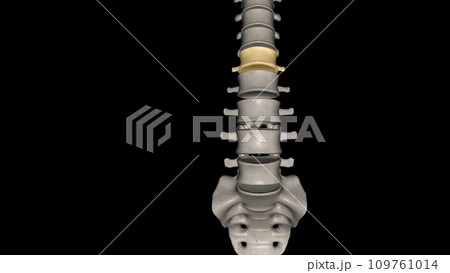 The L1 vertebra is the topmost section of the lumbar spinal column 109761014