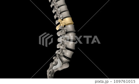 The L1 vertebra is the topmost section of the lumbar spinal column 109761015