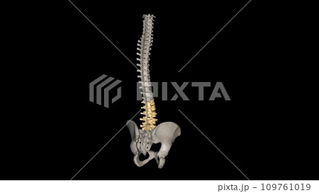The lumbar vertebrae are, in human anatomy, the five vertebrae between the rib cage and the pelvis 109761019